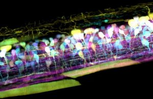 New microscope captures detailed 3-D movies of cells deep within living systems New microscope captures detailed 3 D movies of cells deep within living systems