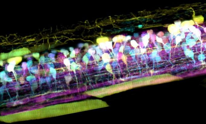 New microscope captures detailed 3-D movies of cells deep within living systems New microscope captures detailed 3 D movies of cells deep within living systems