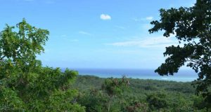 New study shows vegetation controls the future of the water cycle