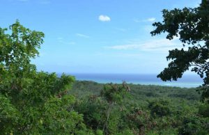 New study shows vegetation controls the future of the water cycle