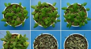 Newly discovered hormone helps keep plants from dehydrating