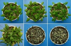 Newly discovered hormone helps keep plants from dehydrating Newly discovered hormone helps keep plants from dehydrating