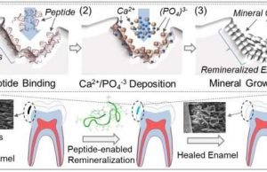 Peptide-based biogenic dental product may cure cavities Peptide based biogenic dental product may cure cavities