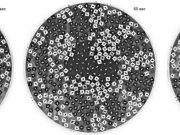 Physicists demonstrate demixing behavior of rotating particles Physicists demonstrate demixing behavior of rotating particles
