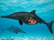 Prehistoric reptile pregnant with octuplets Prehistoric reptile pregnant with octuplets