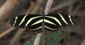 Proposed border wall will harm Texas plants and animals scientists say