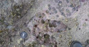 Rare Scottish dinosaur prints give key insight into era lost in time