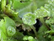 Research shows first land plants were parasitised by microbes Research shows first land plants were parasitised by microbes
