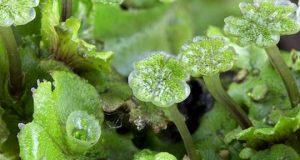 Research shows first land plants were parasitised by microbes