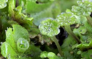 Research shows first land plants were parasitised by microbes Research shows first land plants were parasitised by microbes