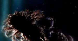 Researchers find that swarms of tiny organisms mix nutrients in ocean waters