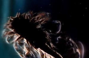Researchers find that swarms of tiny organisms mix nutrients in ocean waters Researchers find that swarms of tiny organisms mix nutrients in ocean waters