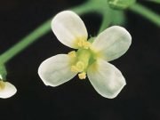 Researchers identify the cells that trigger flowering Researchers identify the cells that trigger flowering