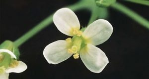 Researchers identify the cells that trigger flowering