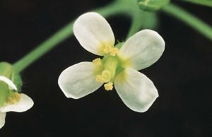 Researchers identify the cells that trigger flowering Researchers identify the cells that trigger flowering