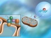 Scientists discover a pathway that monitors a protein import into mitochondria Scientists discover a pathway that monitors a protein import into mitochondria