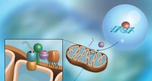 Scientists discover a pathway that monitors a protein import into mitochondria