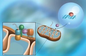 Scientists discover a pathway that monitors a protein import into mitochondria Scientists discover a pathway that monitors a protein import into mitochondria