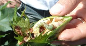 Scientists discover hybrid swarm in global mega pest