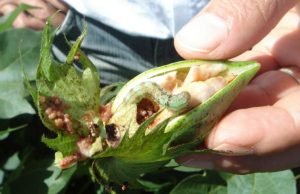 Scientists discover hybrid swarm in global mega-pest Scientists discover hybrid swarm in global mega pest