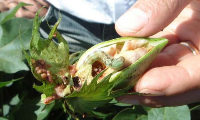 Scientists discover hybrid swarm in global mega pest Scientists discover hybrid swarm in global mega pest