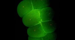 Scientists reveal the genetic roadmap to building an entire organism from a single cell