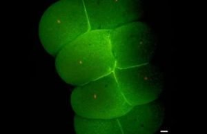 Scientists reveal the genetic roadmap to building an entire organism from a single cell Scientists reveal the genetic roadmap to building an entire organism from a single cell