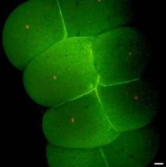 Scientists reveal the genetic roadmap to building an entire organism from a single cell