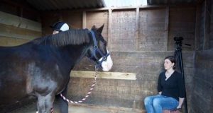 Study finds horses remember facial expressions of people theyve seen before
