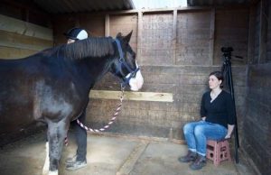 Study finds horses remember facial expressions of people they’ve seen before Study finds horses remember facial expressions of people theyve seen before