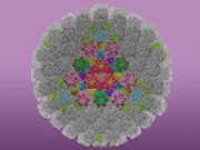 Study produces clearest images to date of HSV-1, the virus that causes cold sores Study produces clearest images to date of HSV 1 the virus that causes cold sores