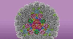 Study produces clearest images to date of HSV 1 the virus that causes cold sores