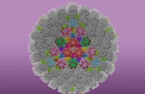 Study produces clearest images to date of HSV-1, the virus that causes cold sores Study produces clearest images to date of HSV 1 the virus that causes cold sores