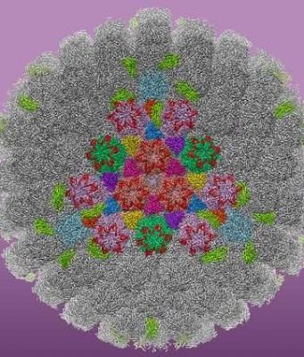 Study produces clearest images to date of HSV 1 the virus that causes cold sores