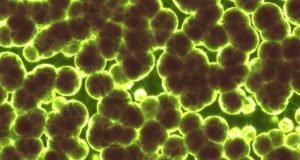Study reveals how bacteria communicate in groups to avoid antibiotics