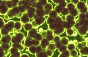 Study reveals how bacteria communicate in groups to avoid antibiotics Study reveals how bacteria communicate in groups to avoid antibiotics
