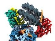 Study reveals the inner workings of a molecular motor that packs and unpacks DNA Study reveals the inner workings of a molecular motor that packs and unpacks DNA
