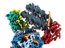 Study reveals the inner workings of a molecular motor that packs and unpacks DNA Study reveals the inner workings of a molecular motor that packs and unpacks DNA
