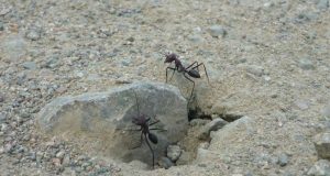 Surprising findings reveal desert ants orient to the geomagnetic field