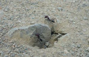 Surprising findings reveal desert ants orient to the geomagnetic field Surprising findings reveal desert ants orient to the geomagnetic field