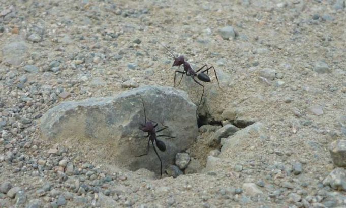 Surprising findings reveal desert ants orient to the geomagnetic field