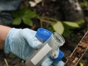 Swamp microbe has pollution-munching power Swamp microbe has pollution munching power