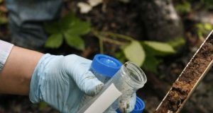 Swamp microbe has pollution munching power