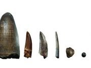 The dinosaur menu as revealed by calcium