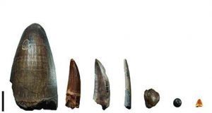 The dinosaur menu as revealed by calcium