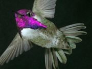 To impress females Costas hummingbirds sing with their tail feathers