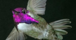 To impress females Costas hummingbirds sing with their tail feathers