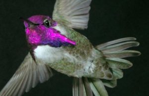 To impress females, Costa’s hummingbirds ‘sing’ with their tail feathers To impress females Costas hummingbirds sing with their tail feathers