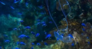 Transparent eel like soft robot can swim silently underwater