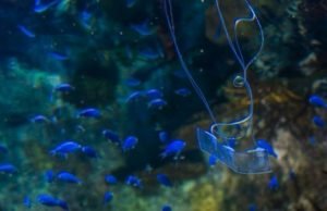 Transparent eel-like soft robot can swim silently underwater Transparent eel like soft robot can swim silently underwater